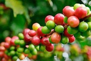 Giá cà phê kỳ hạn rơi vào thế bất lợi, cà phê nội cũng quay đầu giảm mạnh