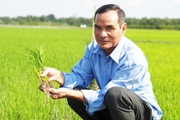Hợp tác xã nào dẫn đầu trồng lúa hữu cơ quy mô lớn ở Vĩnh Long, bao nhiêu lúa gạo cũng bán hết?