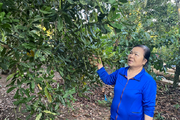 Cho cây sầu riêng "chung nhà" với cây mắc ca, cây cà phê, ai ngờ một nông dân Đắk Lắk kiếm tiền nhiều