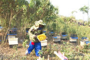 Nuôi ong lấy mật gắn với tự nhiên giúp thanh niên dân tộc thiểu số ở Lai Châu thoát nghèo