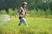 Hai vợ chồng 2 vợt, vượt 150km săn "giặc cỏ" kiếm tiền triệu