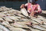 Cá khô, cá hộp trở thành "ngôi sao sáng" trong xuất khẩu