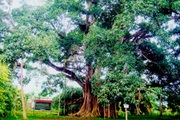 Một cây đa cổ thụ khổng lồ ở Hòa Bình, bia đá cổ ghi chép về cây có từ thời vua Lê Kính Tông