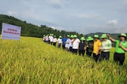 Tín hiệu vui từ mô hình trình diễn giống lúa mới trên cánh đồng Mường Than ở Lai Châu