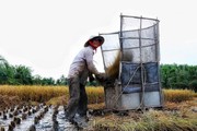 Cha mẹ muốn tặng con đất trồng lúa có được không?