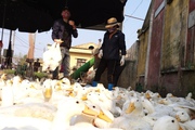 Giá gia cầm hôm nay 27/5: Giá gà, vịt có biến động, gà bị bệnh cầu trùng chữa trị như thế nào?