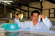 Đây là công nghệ cao đang áp dụng ở Cà Mau, tôm sú giống con nào con nấy đều khỏe
