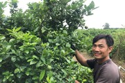 Tỷ phú nông dân ở Long An trồng loại quả bạt ngàn, bay flycam rộng mênh mông, thu tiền tỷ