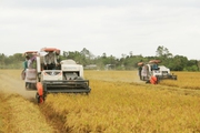 Một nước Đông Nam Á đột ngột mua nhiều, giá một loại nông sản chủ lực của Việt Nam tăng vọt, đạt 517 USD/tấn