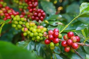 Robusta tăng trở lại phiên cuối tuần, cà phê nội thêm gần 1.000 đồng/kg trong tuần qua