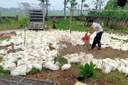 Giá gia cầm hôm nay 29/5: Giá gà trắng vẫn giảm, ngan, vịt rụng lông bất thường có chữa được không?