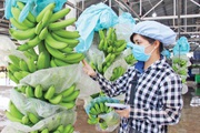 Trung Quốc, Hoa Kỳ, Nhật Bản thu mua la liệt nông sản Việt Nam, nhiều mặt hàng thu về tỷ USD