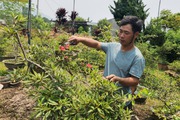 Trồng cây cảnh các loại, ưng giá thì chốt đơn, 8X người Dao ở Lai Châu thu gần nửa tỷ/năm