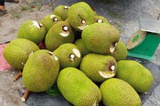 Giá mít Thái hôm nay 4/5: Giảm 3.000 đồng/kg sau dịp lễ, tại sao trái mít bị thối cuống ngày càng nhiều?