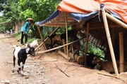 Giảm nghèo gian nan nơi vùng đất ven sông Đà ở Sơn La, nông dân đắp bờ đá thành ruộng trồng lúa 