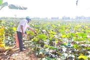 Vùng đất này ở Hậu Giang, nông dân nuôi cá trong ruộng sen, cánh đồng đã đẹp lại thu lợi kép