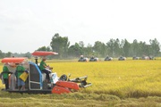 Chủ tịch HoREA: "Trói" đất trồng lúa vào khu vực quản lý nghiêm ngặt mục đích sử dụng đất là quá cứng nhắc
