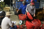 Nông dân nuôi tôm công nghệ cao ở ĐBSCL điêu đứng lúc này bởi giá tôm thẻ đột ngột giảm mạnh