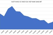 Xuất khẩu cá ngừ sang Mỹ giảm 53% trong quý I/2023, chưa có dấu hiệu khởi sắc