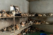 Đồng Tháp: Công an “phát hiện” thêm 240 con mèo không rõ nguồn gốc sau phản ánh của Dân Việt