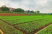 Một HTX ở Hà Nội trồng rau kiểu gì mà nói đến thu nhập, các thành viên ở HTX đều vui ra mặt?