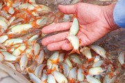 Đem loài cá đẹp như cá kiểng từ miền Tây lên Bình Phước nuôi trong ao, nhiều người kéo tới xem