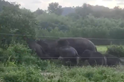 Clip: Đàn voi hoang dã hơn 10 con ra khỏi rừng, "rủ nhau đi dạo" trên đồi Đá Trắng ở Đồng Nai
