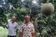 Mới đầu mùa mưa nhiều loại trái cây ở miền Tây đã tăng giá hút hàng