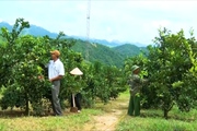 Sức bật phát triển của nông nghiệp huyện vùng cao Vân Hồ