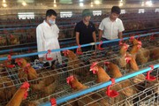 Hợp tác xây dựng chuỗi thịt gà hướng tới xuất khẩu