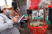 Đây là con vật nuôi trong lồng đang tăng giá tốt ở Khánh Hòa, cứ bắt lên bán là nông dân có lời