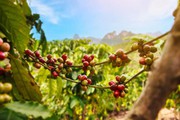 Giá cà phê lập kỷ lục mới, sát ngưỡng 67.000 đồng/kg