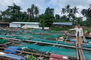 Vụ cá bè chết trên sông Cái ở Đồng Nai: Khoảng 50 tấn cá các loại đã chết