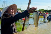 Tháng 6 độc đáo với Lễ hội đánh bắt loài này trên sông Vực Rào, Hà Tĩnh
