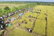 Cả làng đổ ra xem nông dân Tứ Kỳ ở Hải Dương thi gặt một thứ lúa gì mà nhà nào cũng muốn mua?
