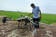 Trồng lúa bằng “phân bón thông minh” và máy bay không người lái, nông dân ĐBSCL bội thu 