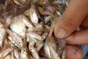 Mưa xuống, thứ cá nhà nghèo một thời này bơi từng bầy ở sông Cổ Chiên, bủa lưới bắt bán thành đặc sản