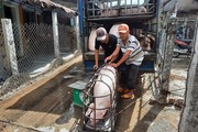 Giá heo hơi tăng mạnh nhất 2 tháng qua, thương lái mua nhanh, nên tái đàn hay không?