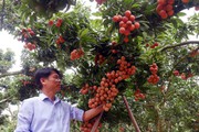 32 năm trồng thứ vải thiều kiểu lạ, bán đắt nhất Việt Nam của một nông dân Sán Dìu ở Bắc Giang
