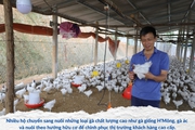 Giá gà mãi không "ngóc cổ dậy", nông dân chăn nuôi ở Lào Cai đang xoay sở kiểu gì?