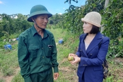 Gia Lai: Tổ khuyến nông cộng đồng giúp nông dân làm giàu với cây "triệu đô"