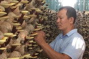 Một Hợp tác xã trồng nấm sạch ở Quảng Ngãi có nhiều sản phẩm đạt chuẩn OCOP 3 sao, 4 sao