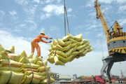 Nguồn cung giảm, giá lúa gạo neo rất cao