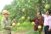 Tín dụng chính sách của Chính phủ đưa huyện Nam Đàn tiến đến nông thôn mới kiểu mẫu của Nghệ An