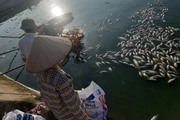 Cá chết do nắng nóng, nhiều hộ nuôi thủy sản ở Hải Dương thiệt hại nặng, chỉ biết kêu trời
