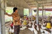 Giá trứng, gà thịt chạm đáy, nhiều chủ trang trại nuôi gà tại Nghệ An "cắn răng" chịu lỗ 