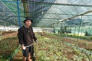 Người trồng thành công ở Lâm Đồng một loại sâm quý của Việt Nam có tới 56 hoạt chất saponin 