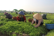 Trồng loại rau ăn tốt cho thần kinh, giải độc ở Long An, nông dân cắt roạt roạt, lãi 50-60 triệu đồng/vụ
