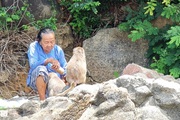 Bà lão cưu mang đàn khỉ quý hiếm nơi cửa sông