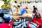 Nuôi cua biển to bự, nuôi cá dứa đặc sản, nông dân một huyện ở TPHCM đổi đời